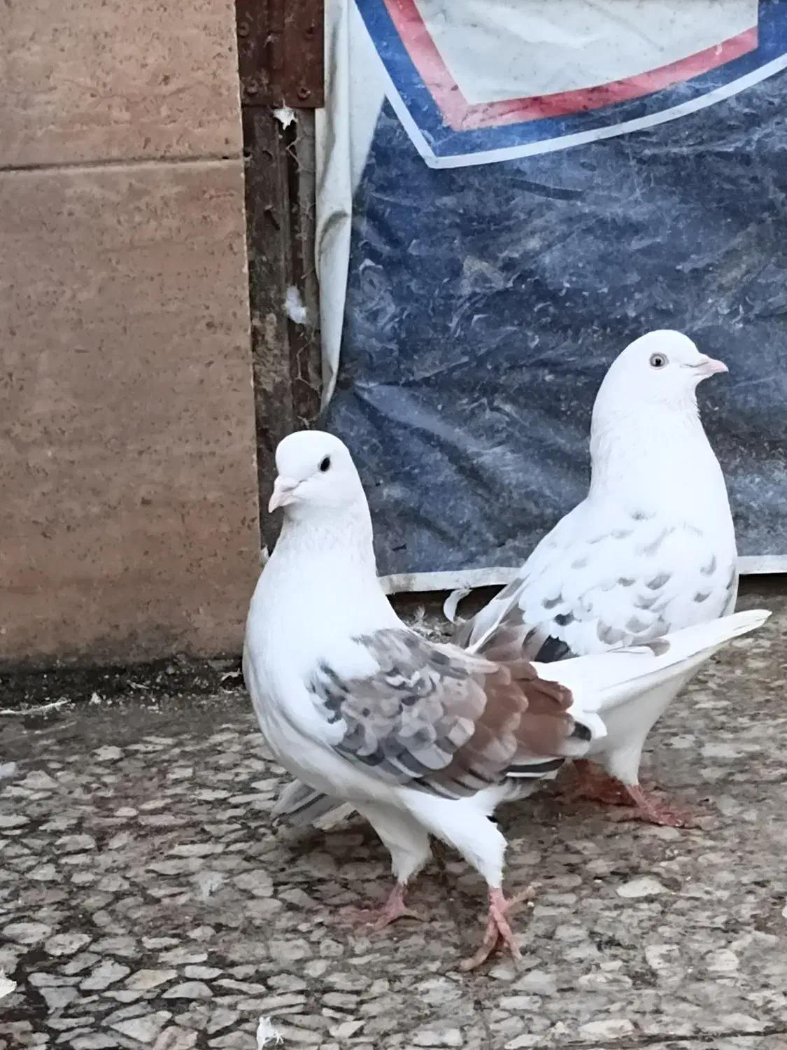 کبوتر|پرنده|رشت, جانبازان|دیوار