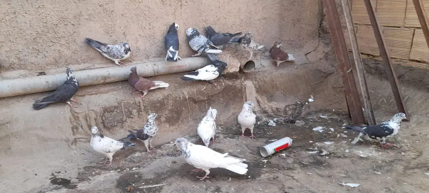 کفتر یا کبوتر|پرنده|قم, نیروگاه|دیوار