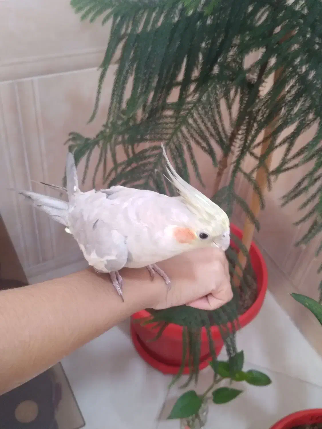 عروس هلندی|پرنده|سیرجان, |دیوار