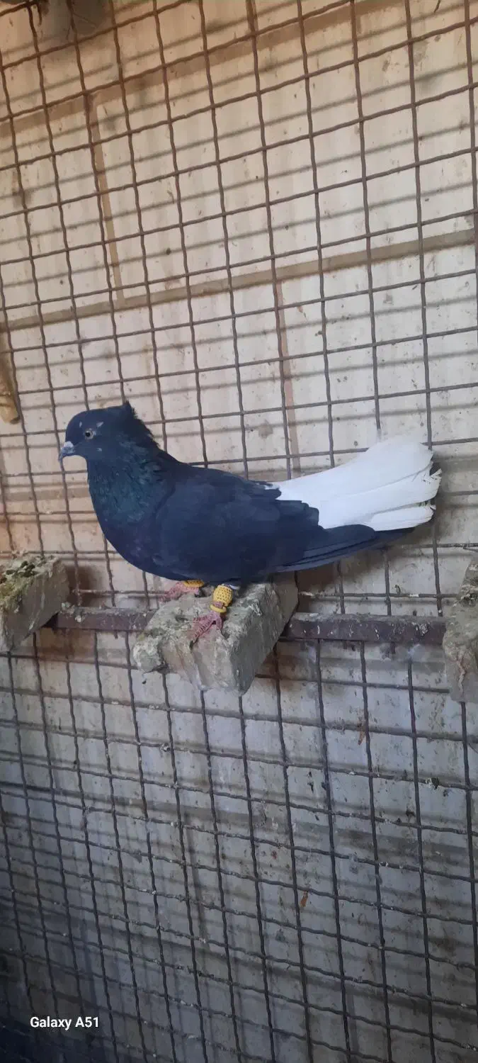 کبوتراشعل|پرنده|کارون, |دیوار