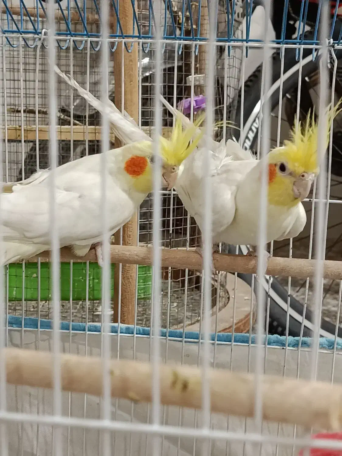 عروس هلندی|پرنده|شاهینشهر, نسیم ۵|دیوار