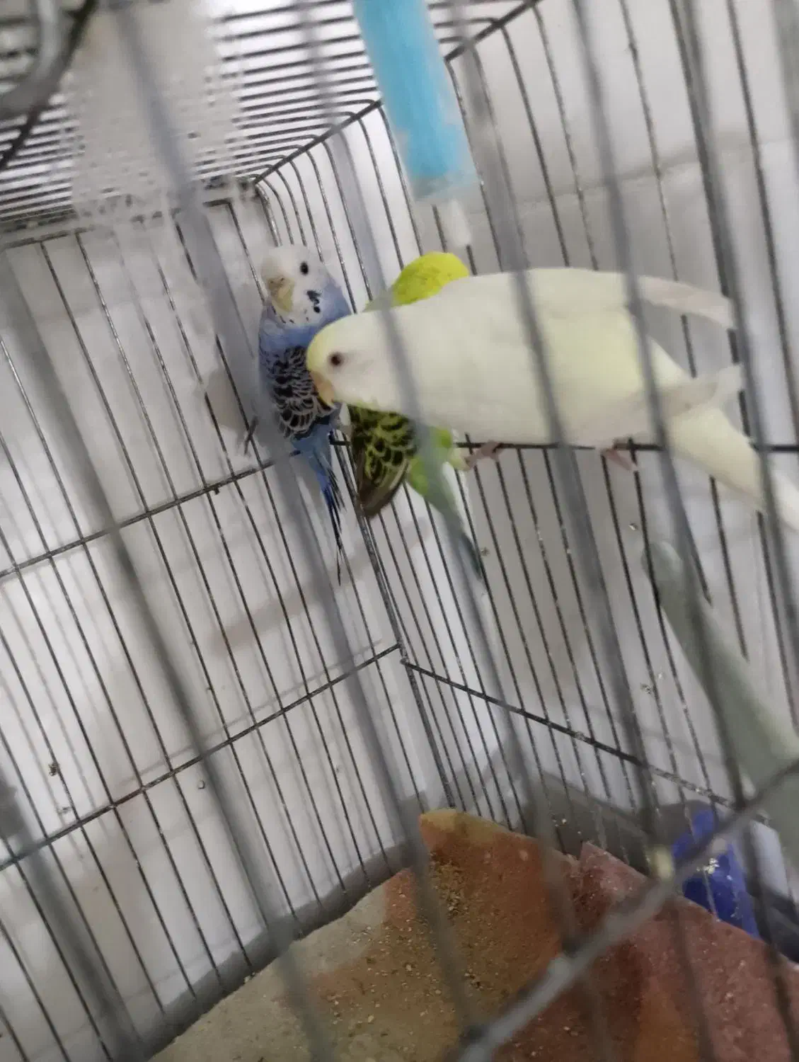 مرغ عشق|پرنده|فسا, |دیوار