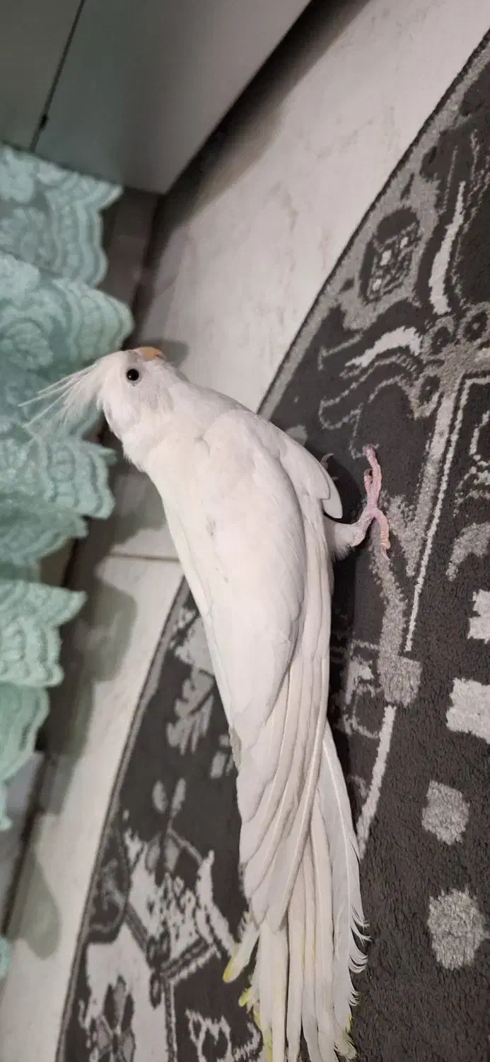 عروس هلندی|پرنده|بهارستان, |دیوار