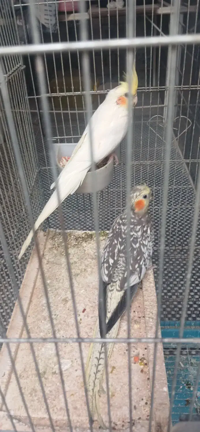 فروش پ نده اهلی|پرنده|چغادک, |دیوار