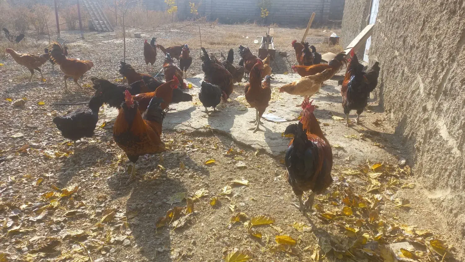 لاری محلی|پرنده|سلماس, |دیوار