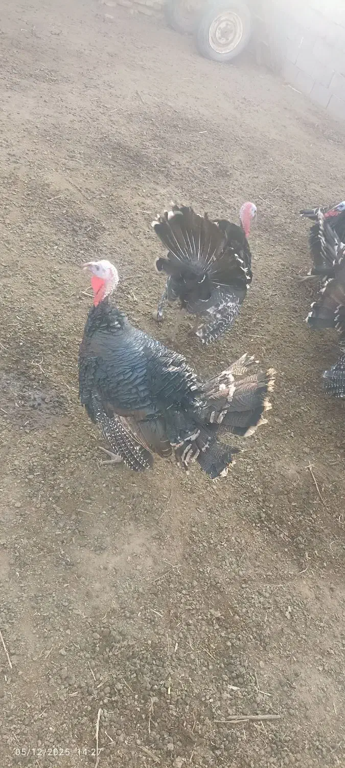 بوقلمون|حیوانات مزرعه|آذرشهر, |دیوار