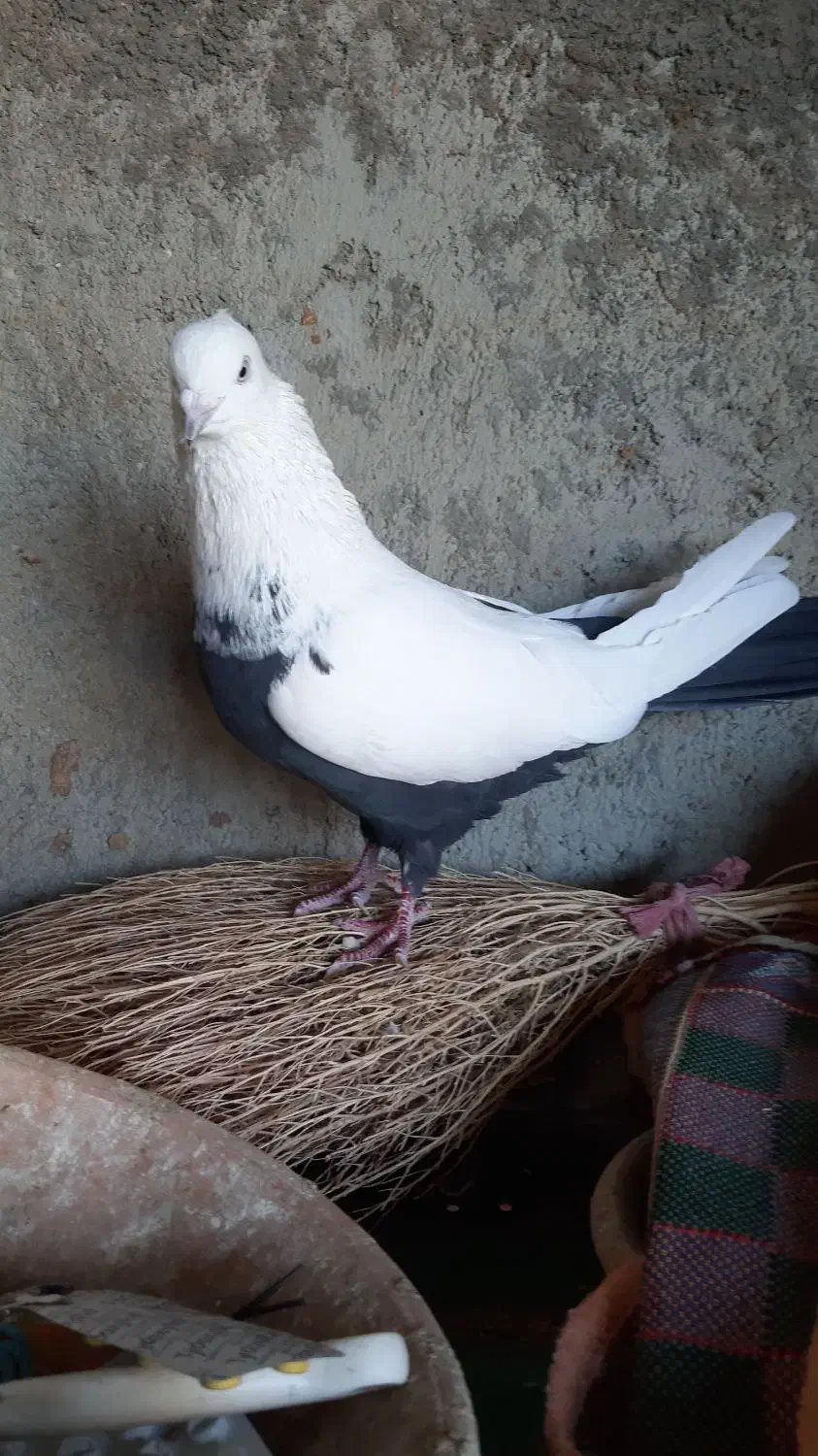 کبوتر سینه دمسیاه|پرنده|لالجین, |دیوار