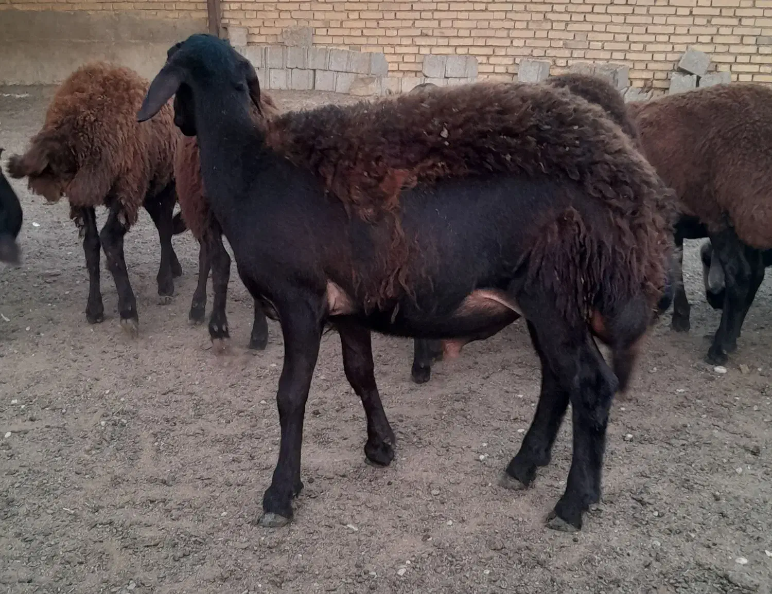 بره داشت|حیوانات مزرعه|شوشتر, |دیوار