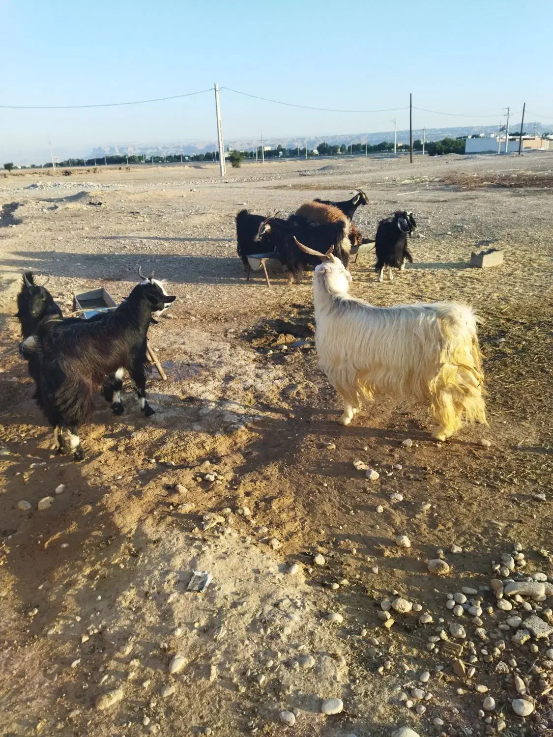 چپش بز بره درجه یک ایلاق|حیوانات مزرعه|اندیمشک, |دیوار