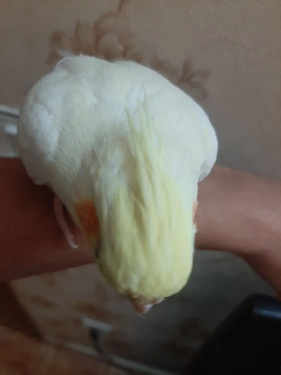 عروس هلندی|پرنده|اراک, |دیوار