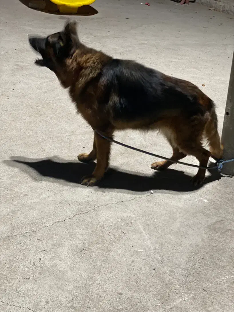 سگ ژرمن|سگ|بندرعباس, |دیوار