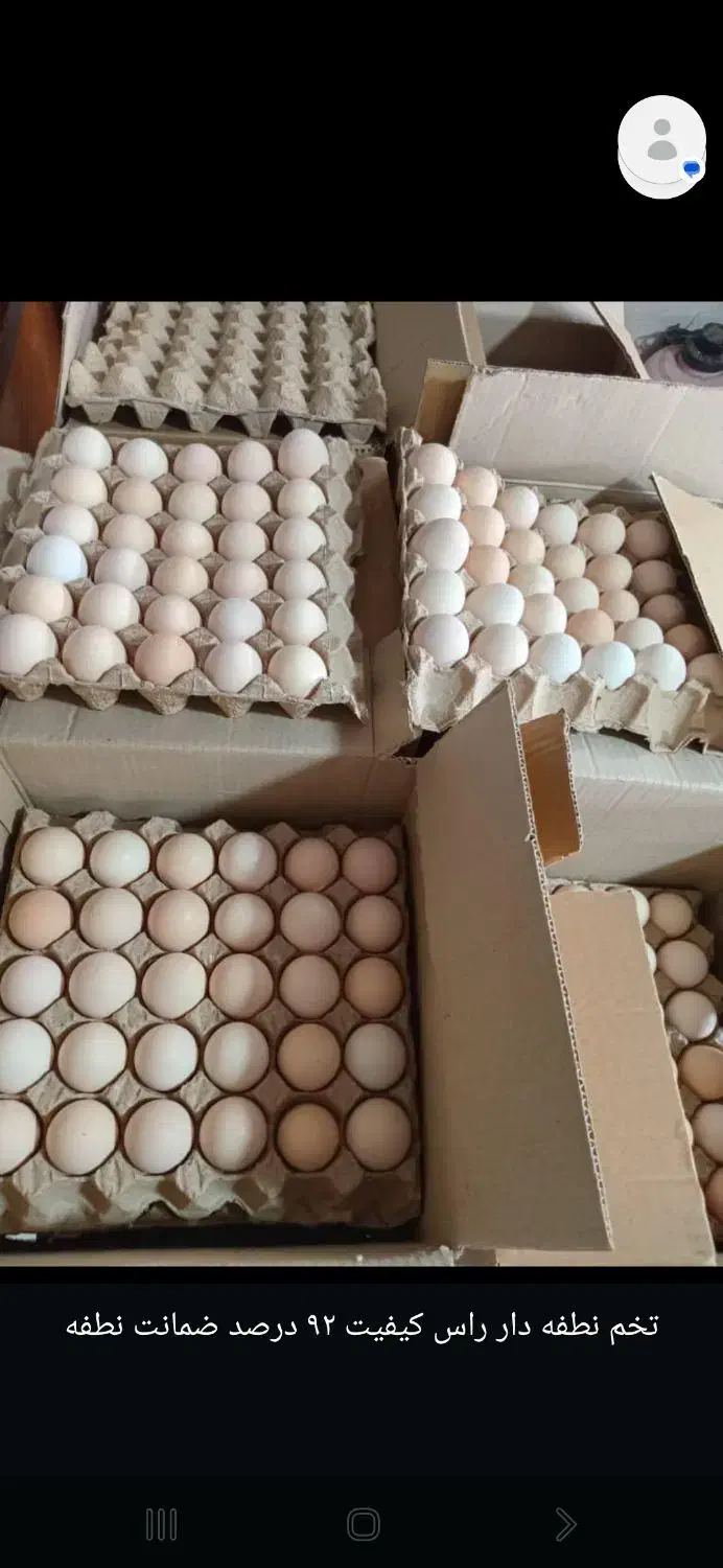 تخم مرغ نطفه دار گوشتی|حیوانات مزرعه|ساری, |دیوار