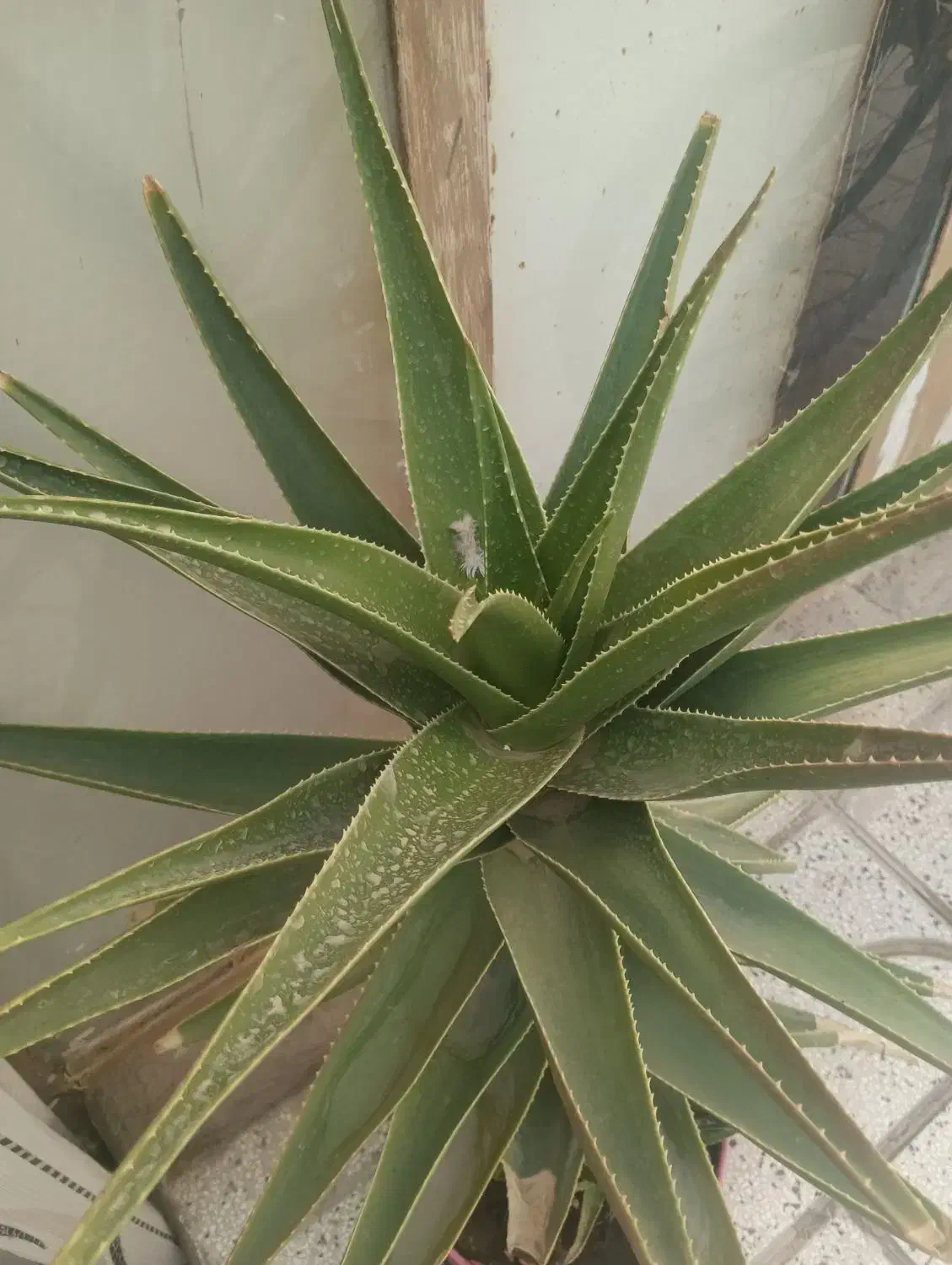 گل زیبا و بزرگ|گل و گیاه طبیعی|نیشابور, گنبد سبز|دیوار