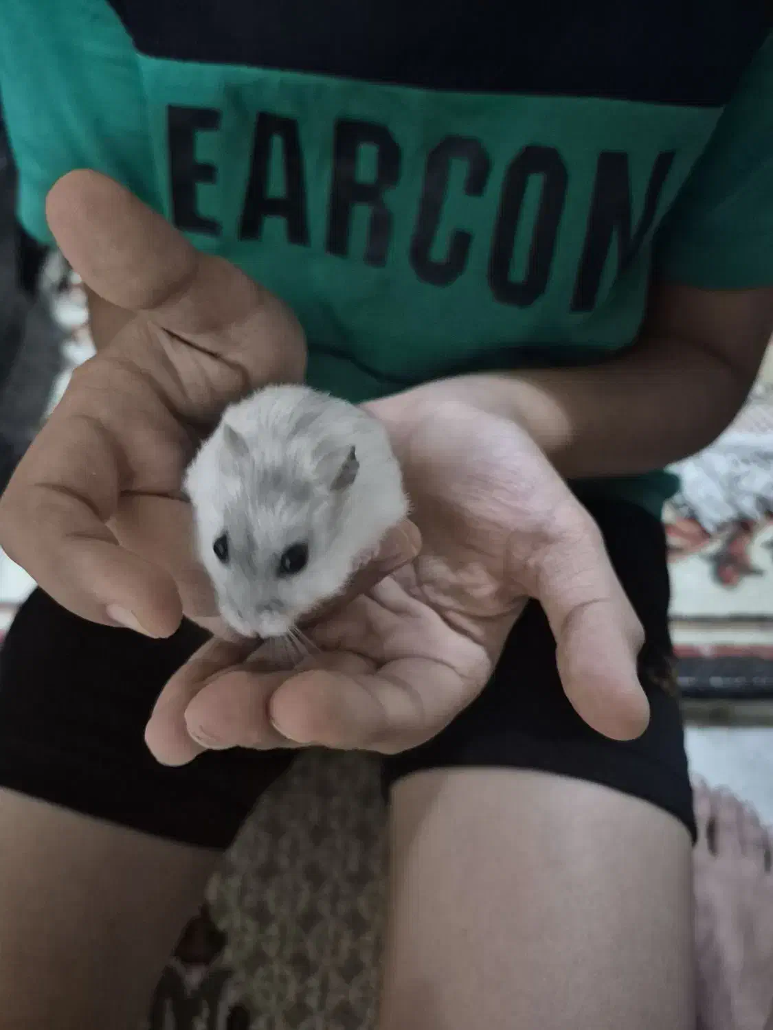 همستر|سگ|یزد, |دیوار