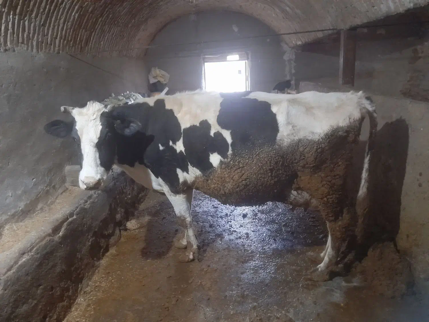 گاوشیری|حیوانات مزرعه|زاویه, |دیوار