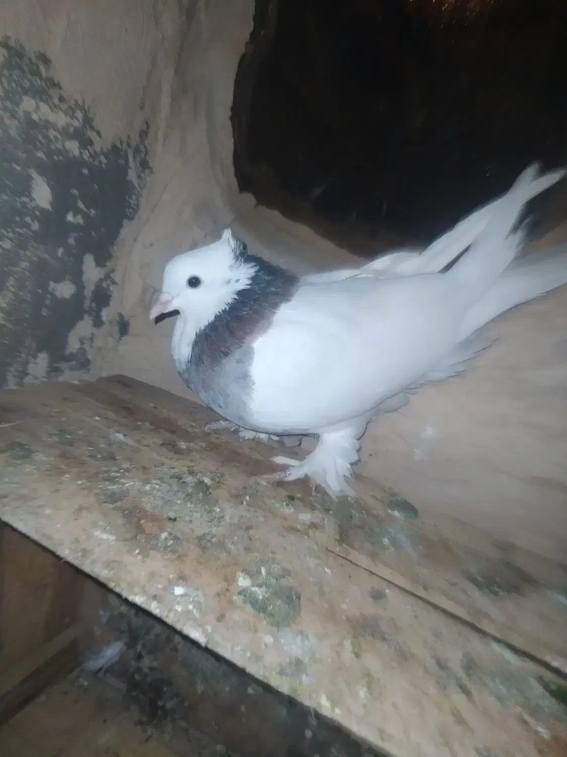 کفتر|پرنده|قم, ولیعصر|دیوار