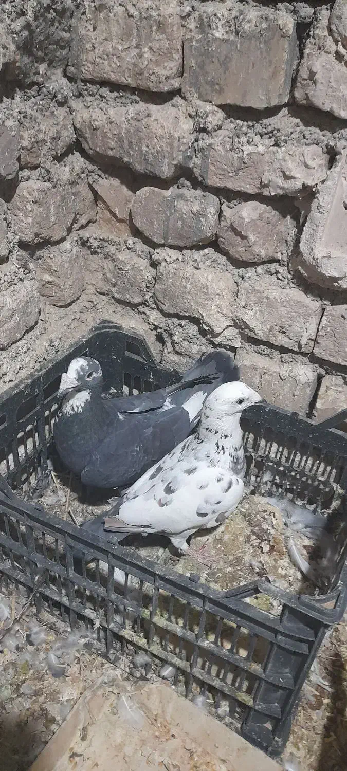 کفتر|پرنده|آبکوه, |دیوار