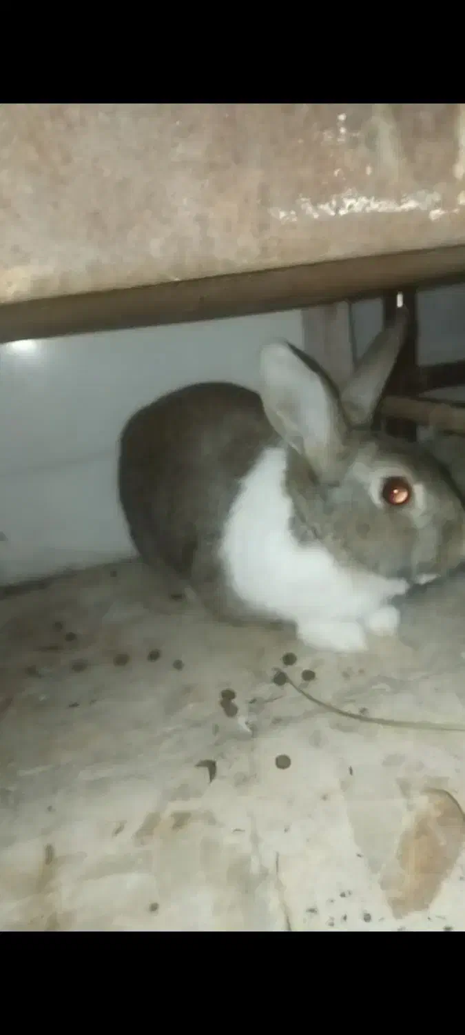 خرگوش|موش و خرگوش|فارسان, |دیوار