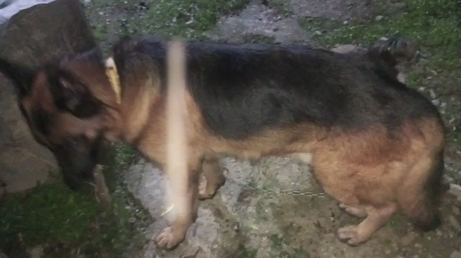 ژرمن جوان|سگ|رشت, پیرکلاچای|دیوار