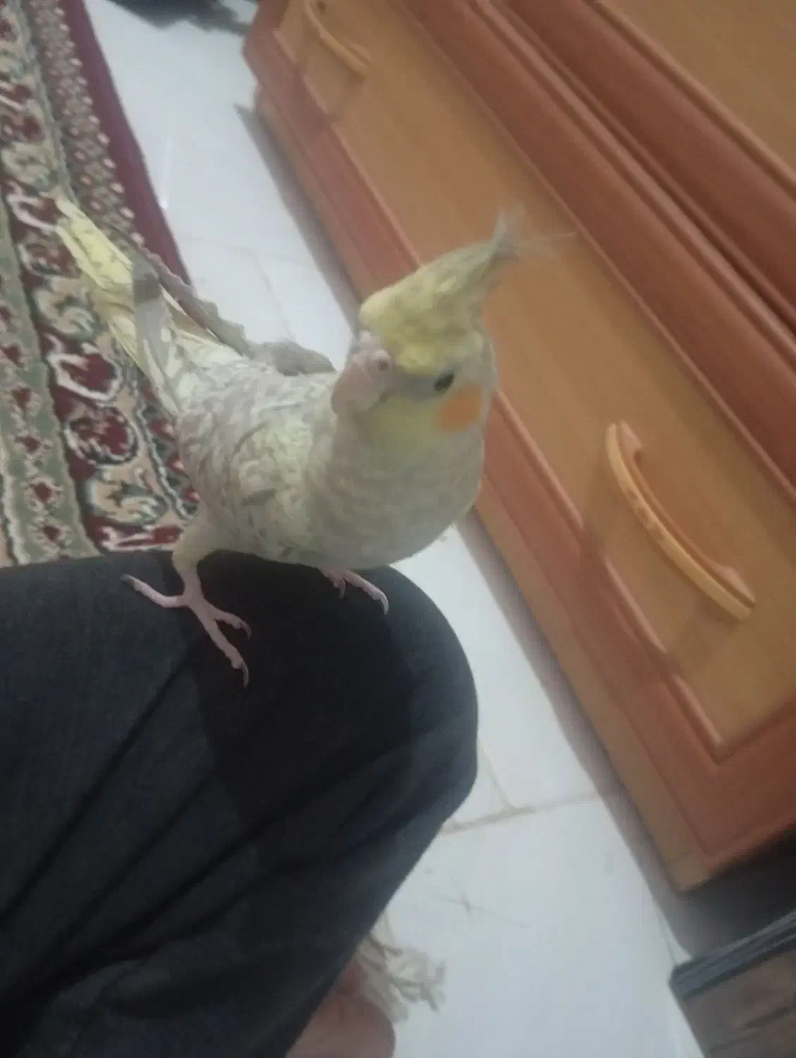 عروس هلندی خونگی گلباقلی|پرنده|زاهدان, |دیوار