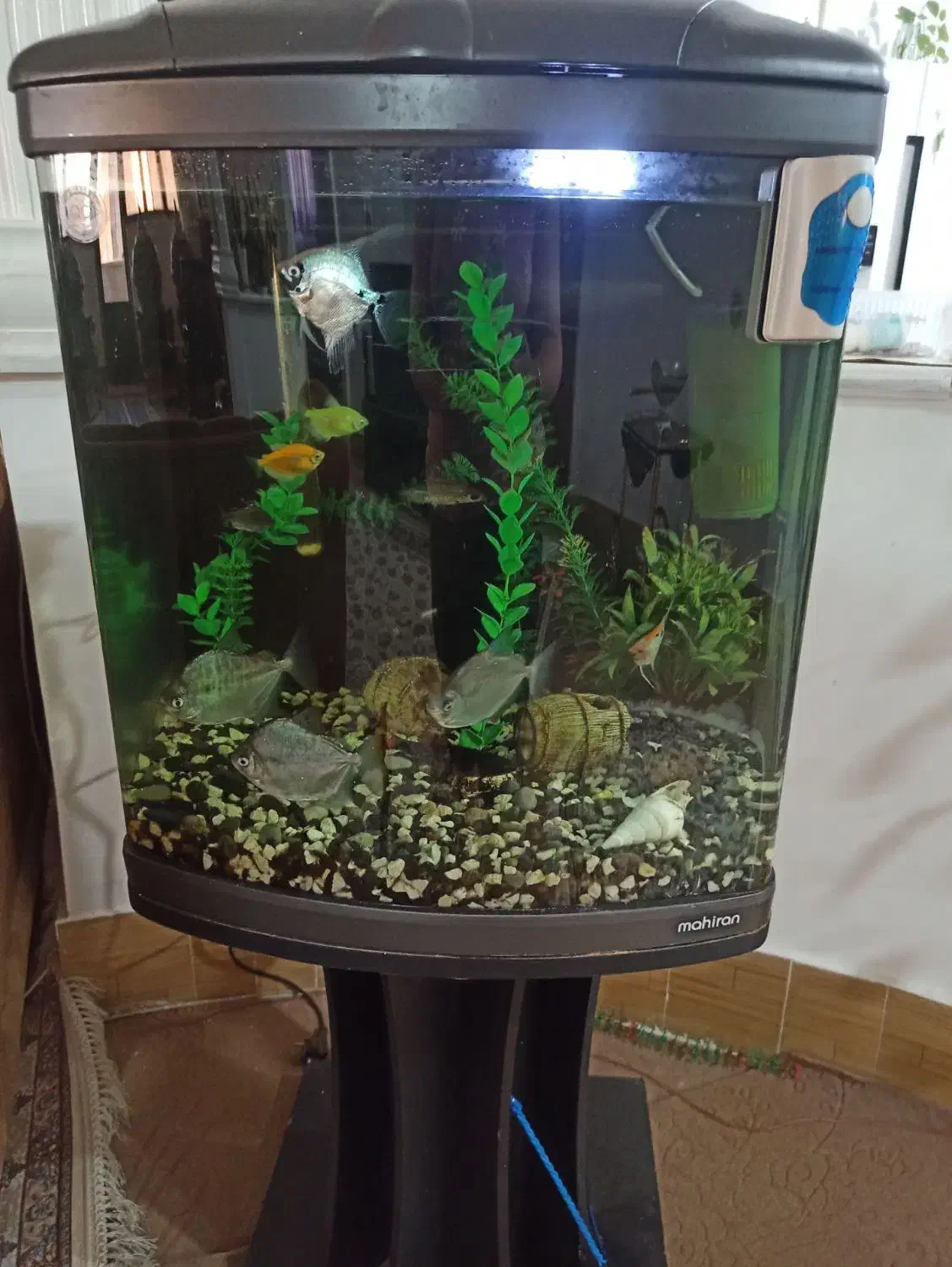 آکواریوم شرکتی|ماهی|سبزوار, توحیدشهر|دیوار