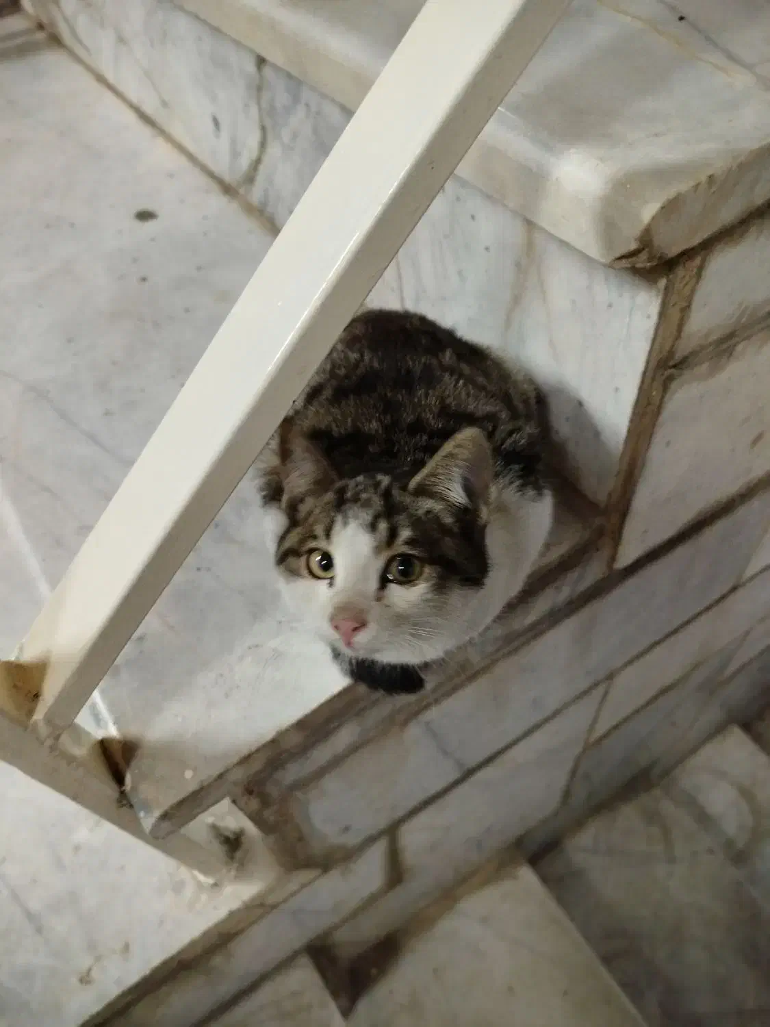 توله گربه|حیوانات|کرج, رجبآباد|دیوار