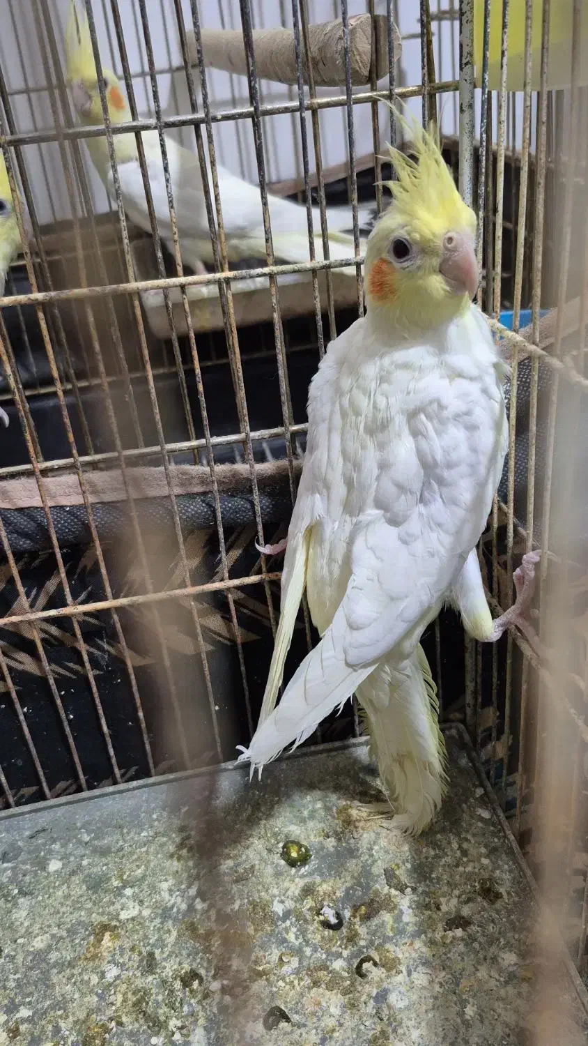 عروس هلندی|پرنده|ملکان, |دیوار