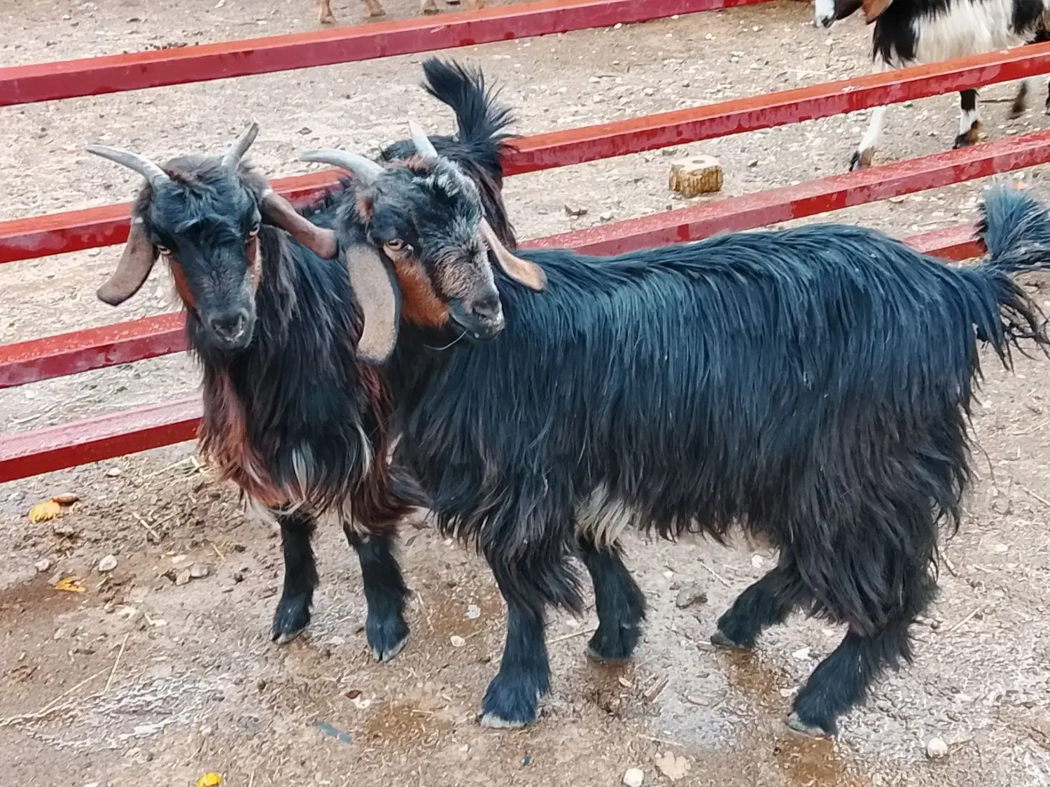 کهره ماده|حیوانات مزرعه|مرودشت, نقش رستم|دیوار