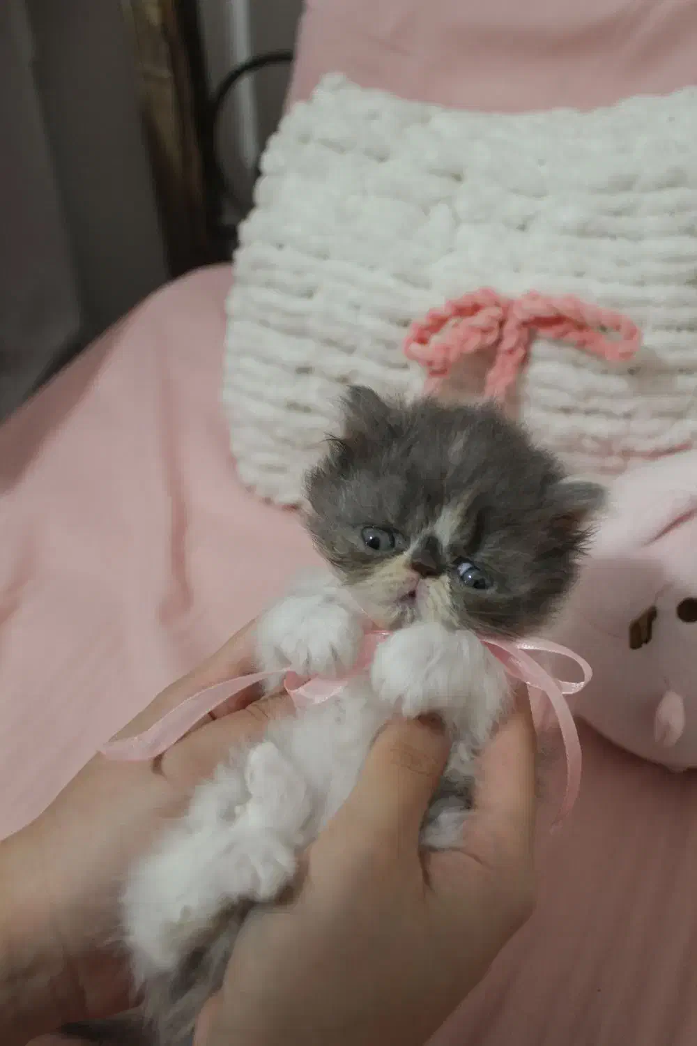 گربه پرشین سوپرفلت کالیکوی اصیل|گربه|رشت, کوی حسینی|دیوار