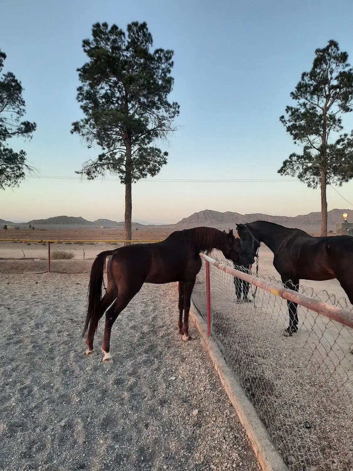 اسب عرب|اسب و تجهیزات اسب‌سواری|چمران, |دیوار