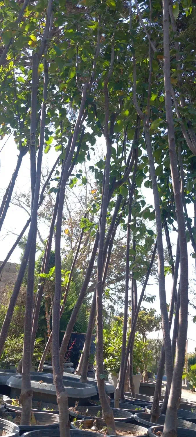 انواع درخت ۳و۴ساله ریشه پر زیر قیمت|گل و گیاه طبیعی|شهریار, رزکان|دیوار