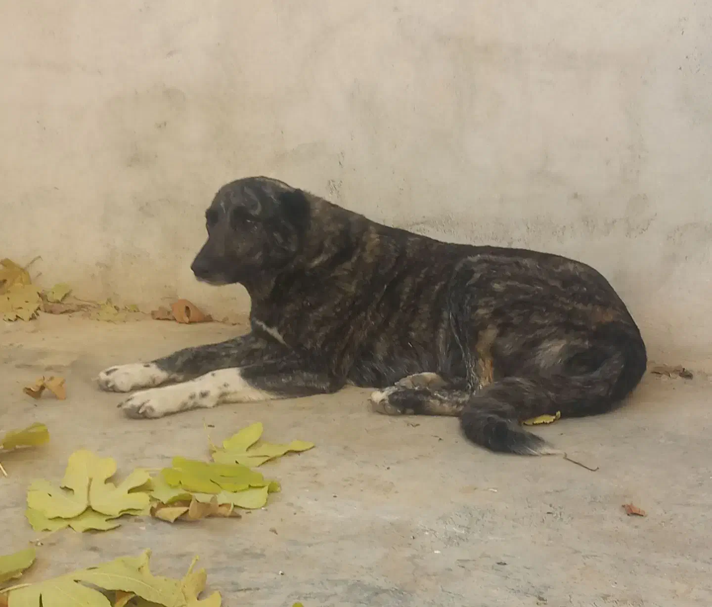 سگ ماده افغان|سگ|سنقر, |دیوار