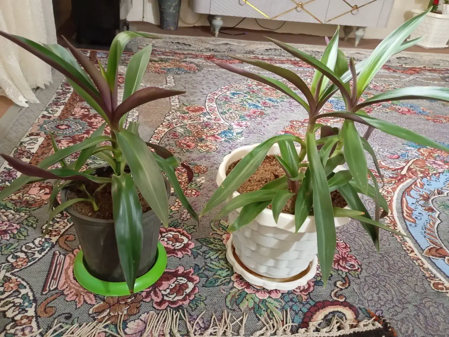 گل موسی گهواره|گل و گیاه طبیعی|بروجرد, |دیوار