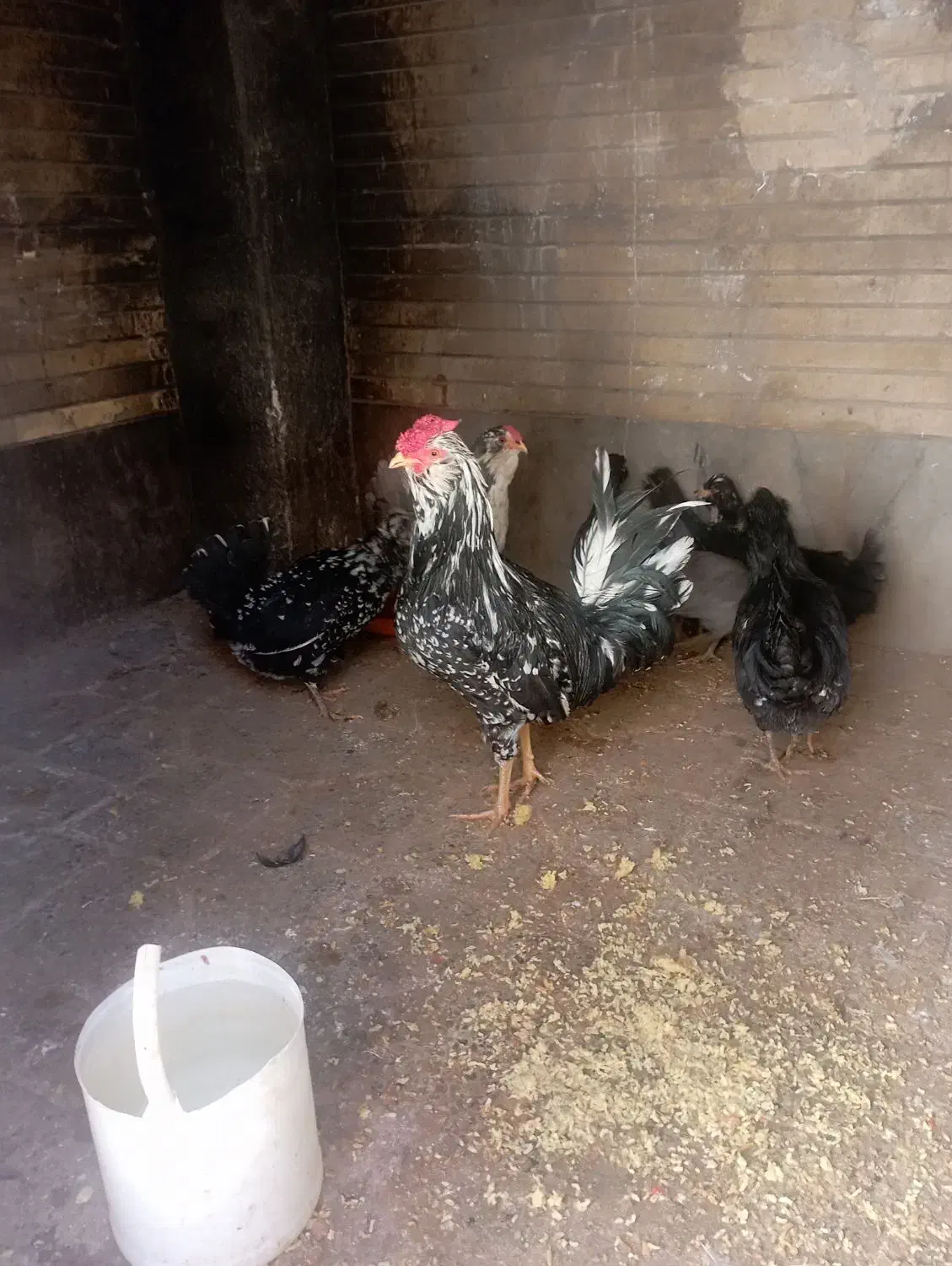 خروس گلین|حیوانات مزرعه|فرخ‌شهر, |دیوار