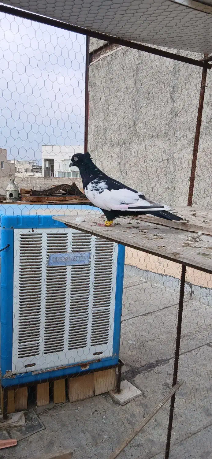 پرنده|پرنده|قزوین, |دیوار