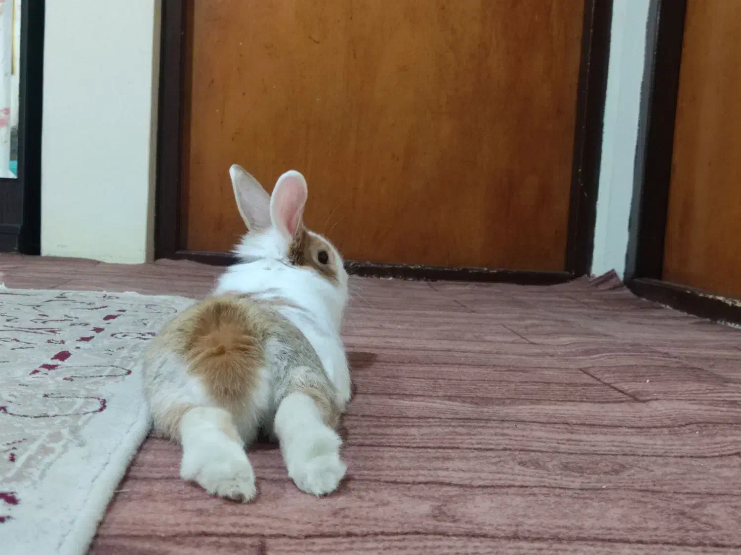 خرگوش نیمه لپ نر|موش و خرگوش|بندر انزلی, متروپل|دیوار