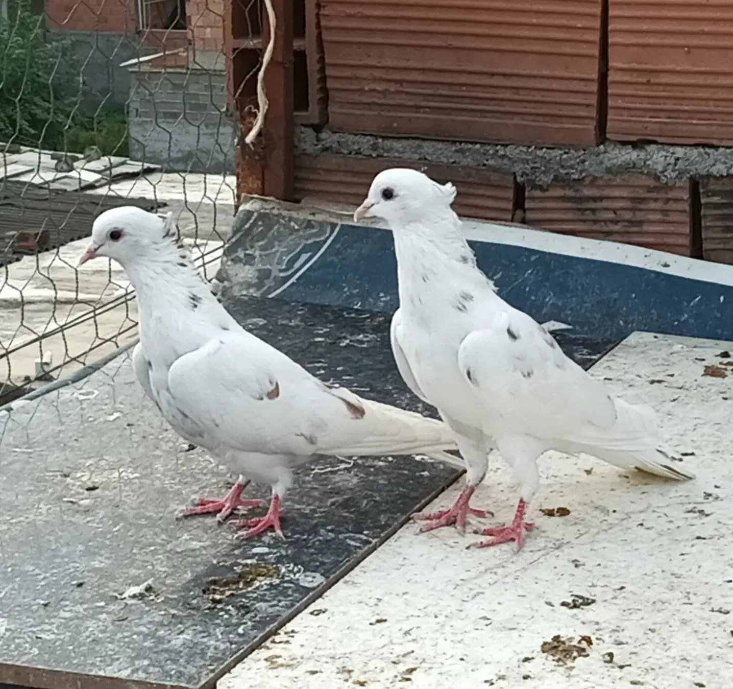 کبوتر پرشی|پرنده|ساری, |دیوار