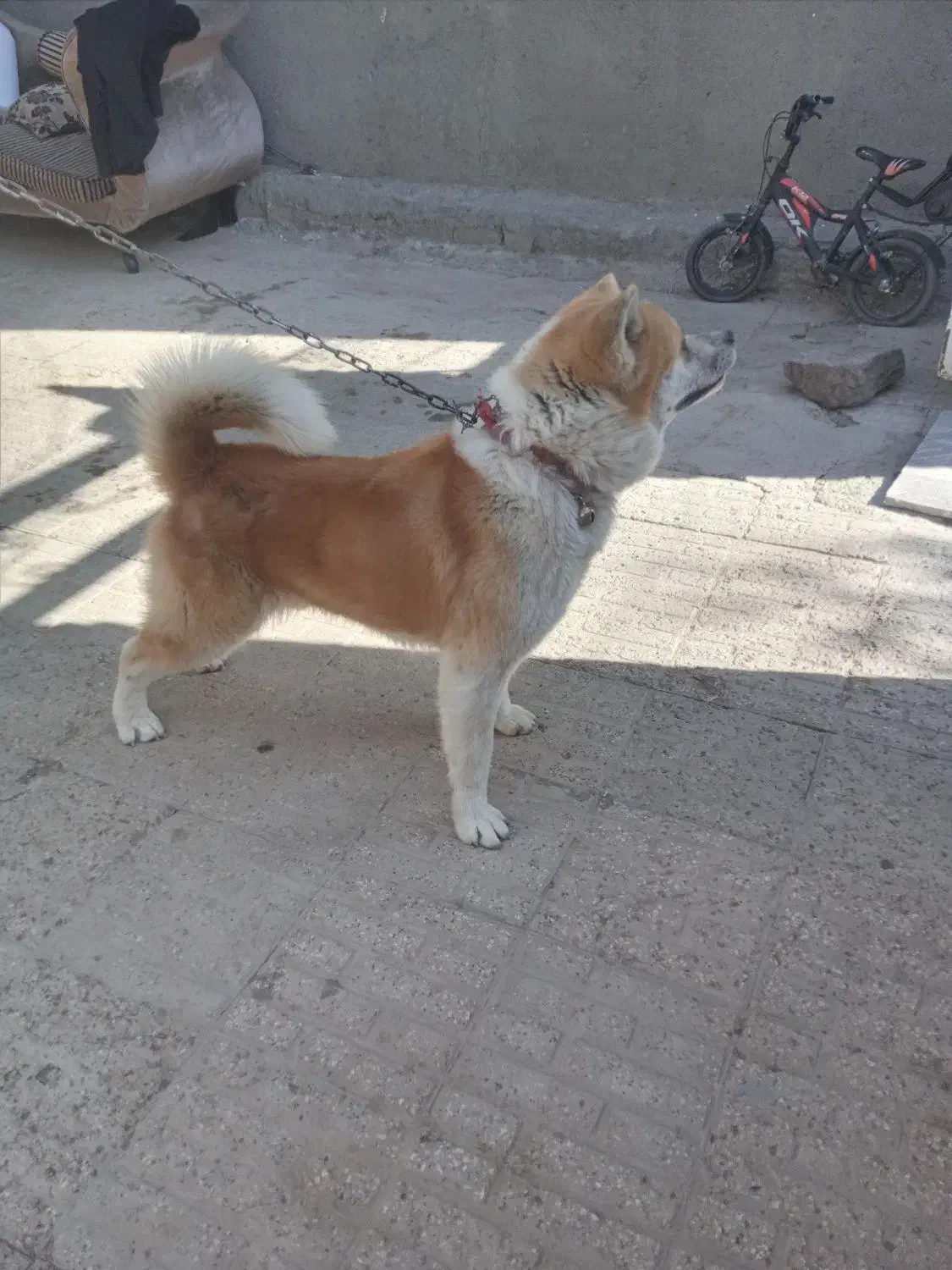 سگ آکیتا نر یکساله|سگ|تاکستان, |دیوار