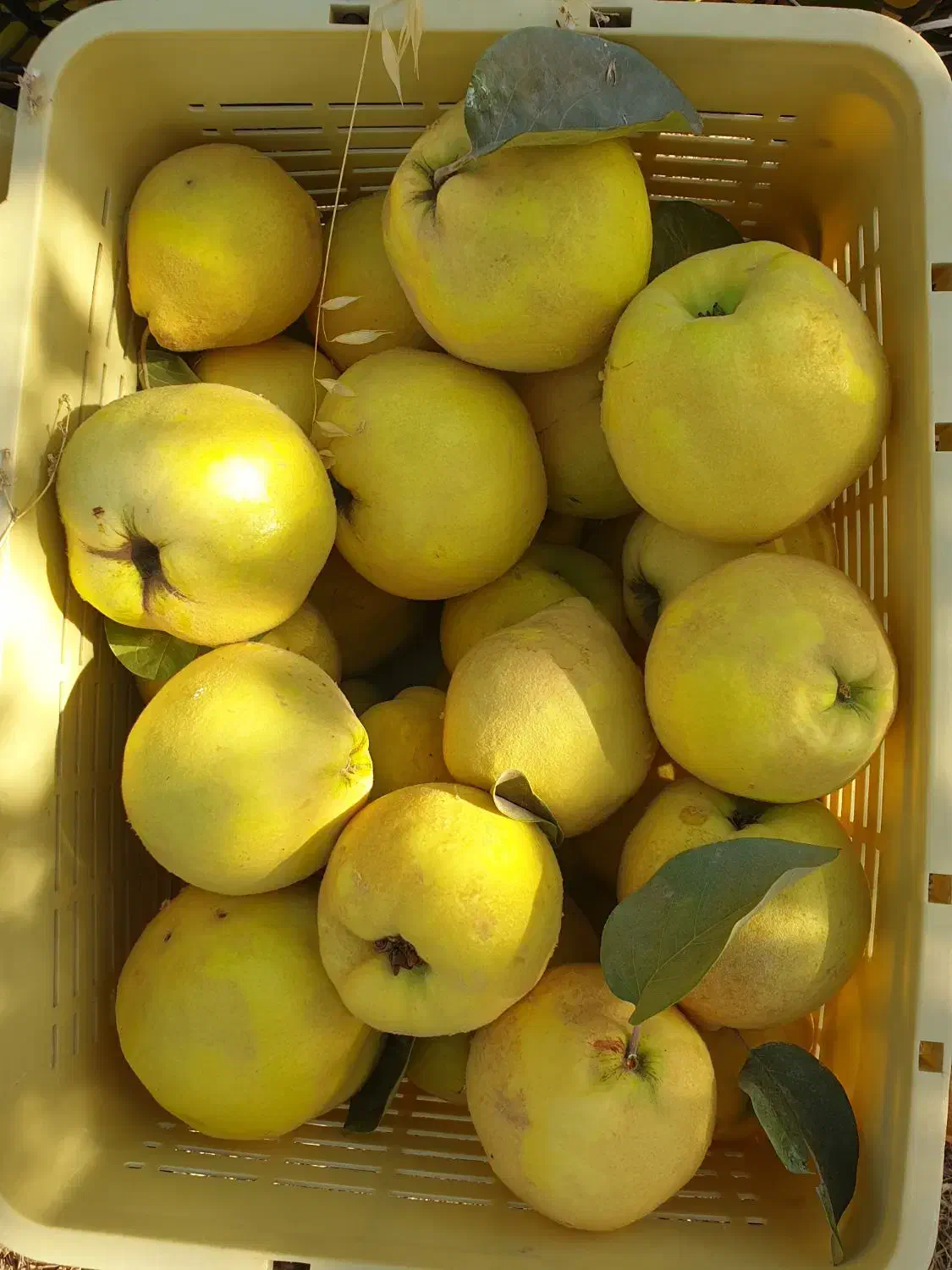 به میوه به ارگانیک|خوردنی و آشامیدنی|شیراز, شهرک فرهنگیان|دیوار