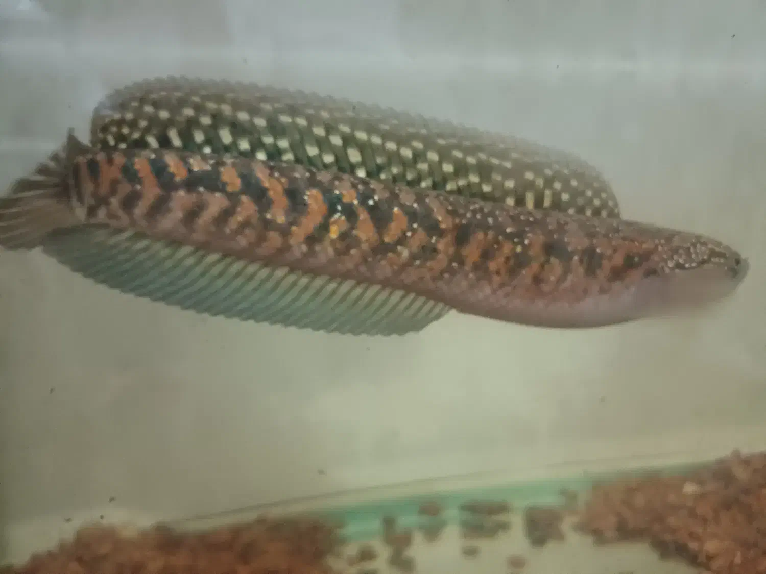 چانا کالیمایا رد|ماهی|تهران, فردوس|دیوار