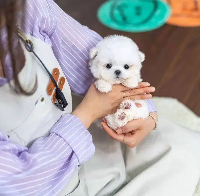 سایز صفر|سگ|اصفهان, سعادتآباد|دیوار