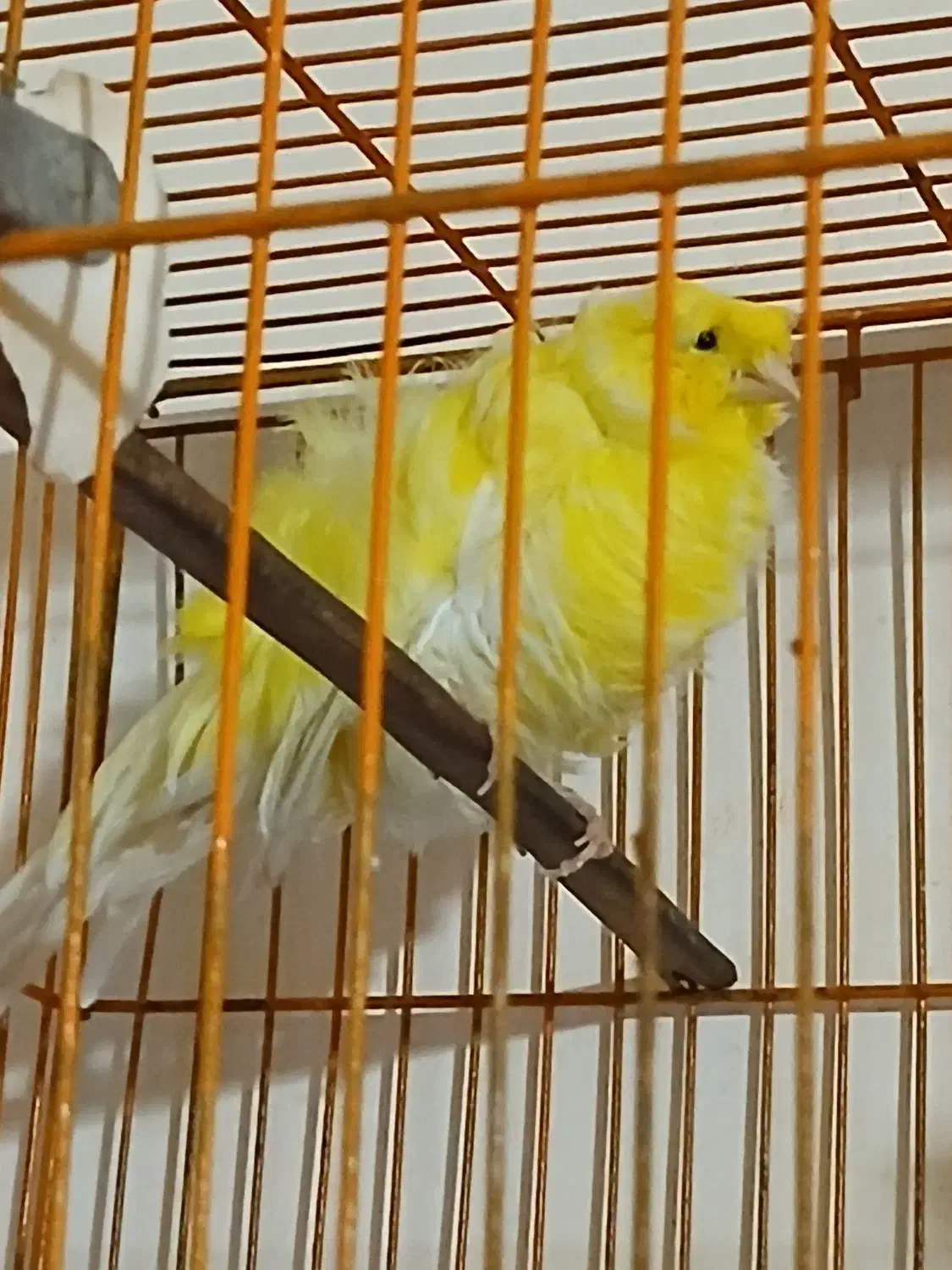 قناری نر فر آجی|پرنده|سمنان, |دیوار