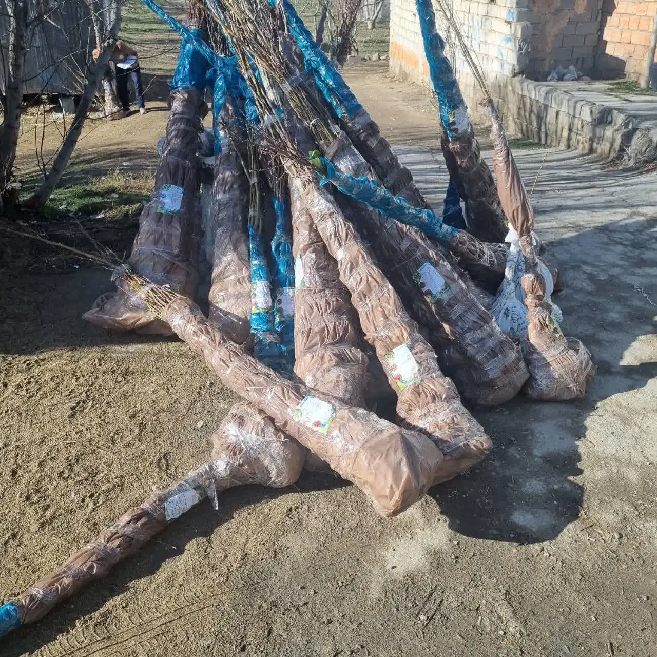 عرضه درخت گردو جمال بذری|خدمات باغبانی و درختکاری|احمدسرگوراب, |دیوار