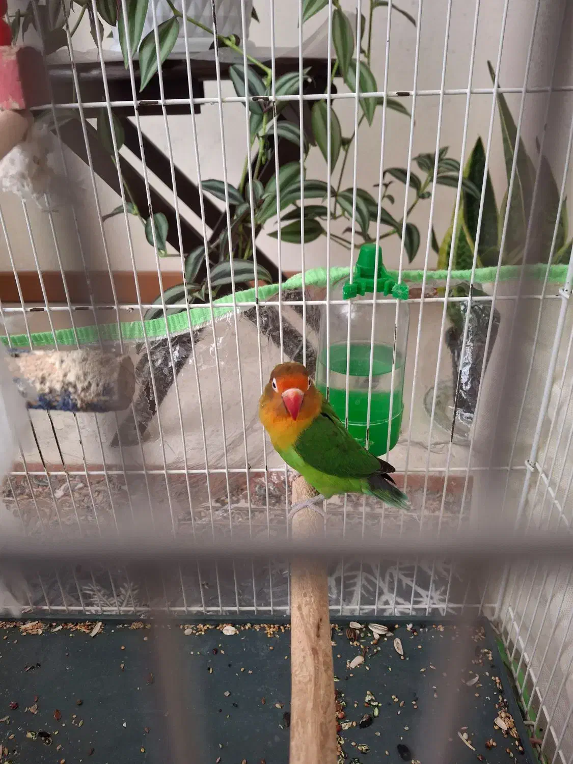 یک عدد طوطی برزیلی نر بالغ تقریبا یک ساله|پرنده|محمدیه-قزوین, |دیوار