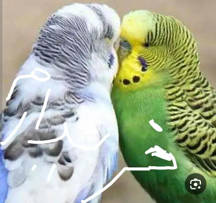 مرغ عشق|پرنده|تربت‌حیدریه, طالقانی|دیوار