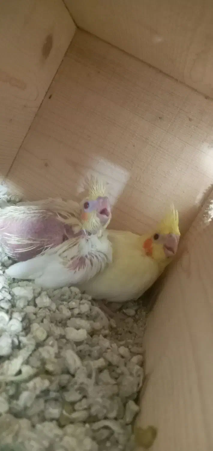 ۲عددجوجه عروس هلندی لوتینو سرلاکی|پرنده|چابهار, |دیوار