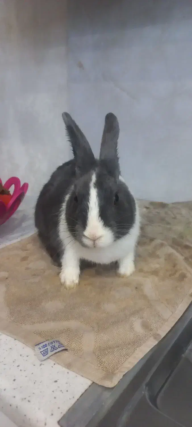 خرگوش خوشگل با قفس|موش و خرگوش|قم, باجک دو|دیوار