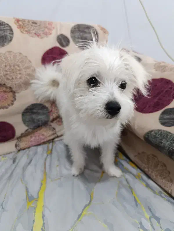 سگ پامر شیتزو|سگ|شوشتر, |دیوار