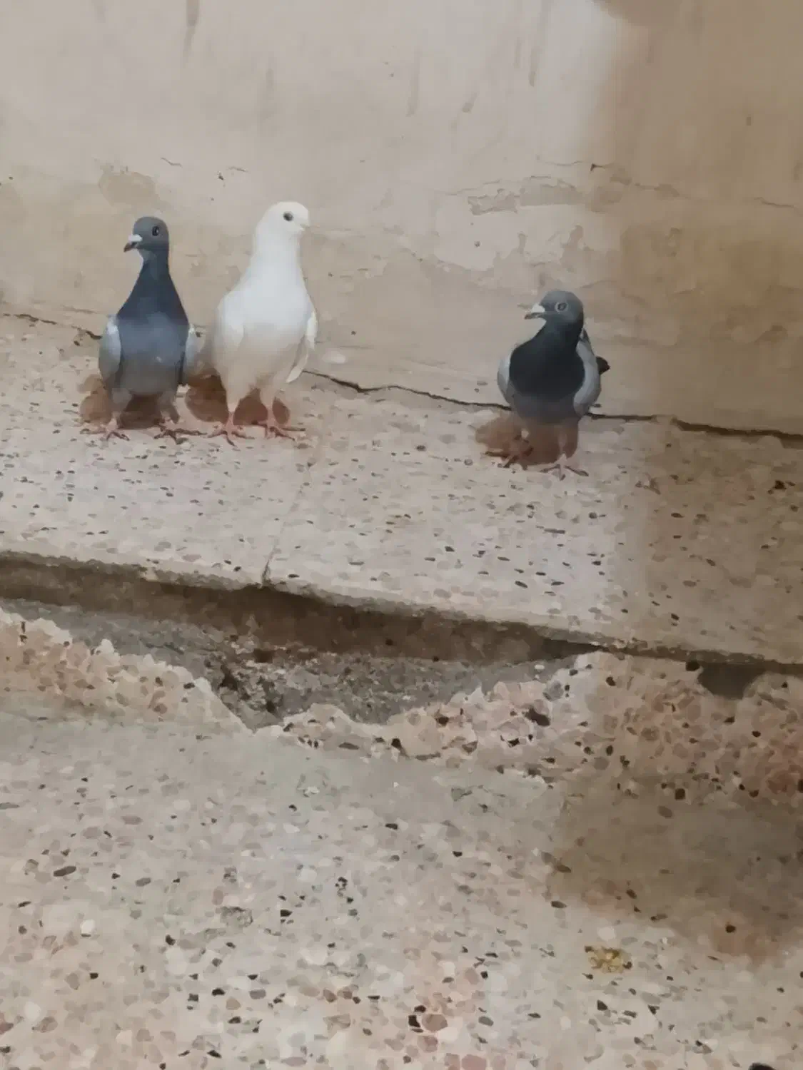 کبوتر|پرنده|زهک, |دیوار