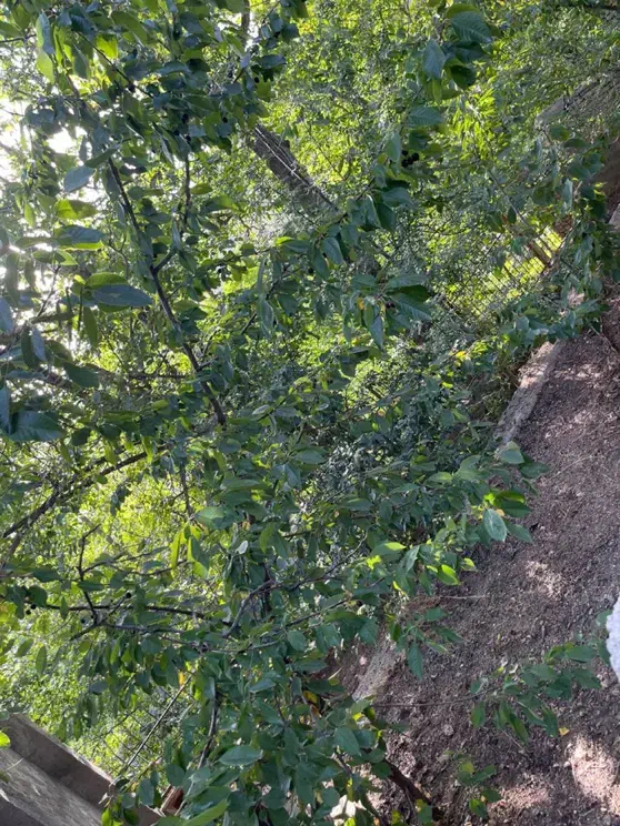 فروش زمین|فروش زمین و ملک کلنگی|لواسان, |دیوار